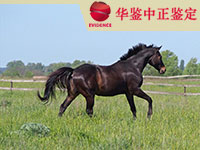 河北马类动物亲子鉴定
