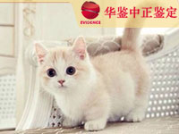 河北猫类动物亲子鉴定