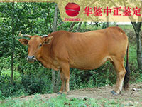 河北牛类动物亲子鉴定
